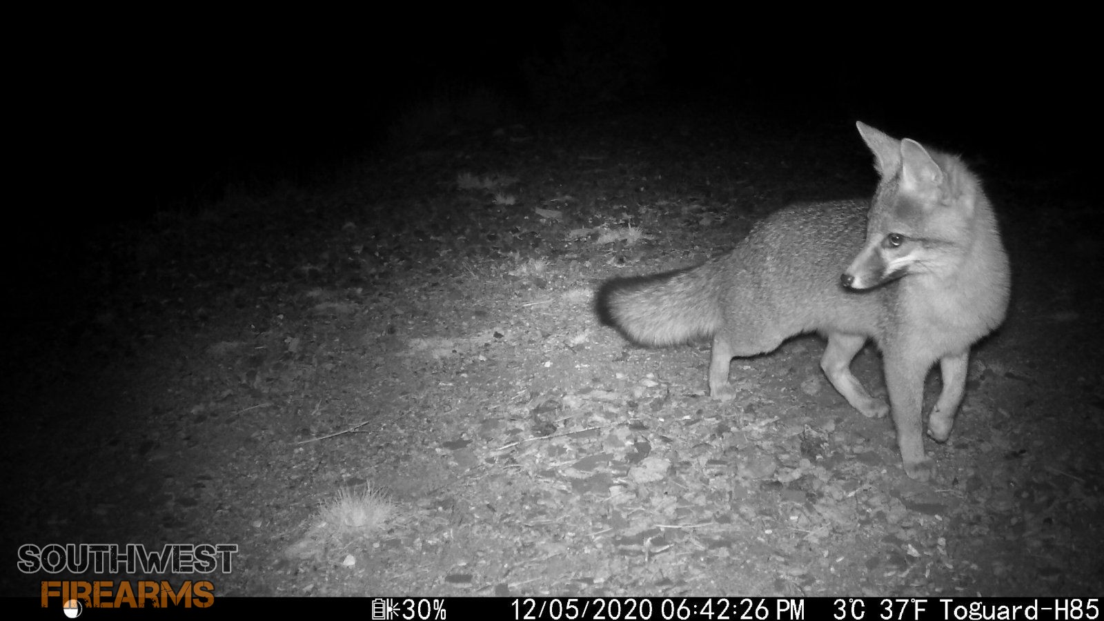 Nighttime Gray Fox.JPG